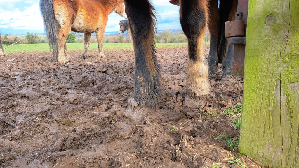 Close up shot of horses standing in mud on a wet winters day, risking mud fever and other infections in their feet from prolonged standing in wet dirty mud.