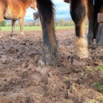 Horse Mud Management: How To Manage Mud Season as a Horse Owner