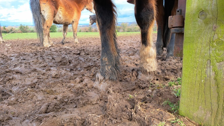 Close up shot of horses standing in mud on a wet winters day, risking mud fever and other infections in their feet from prolonged standing in wet dirty mud.