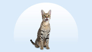 Savannah Cat