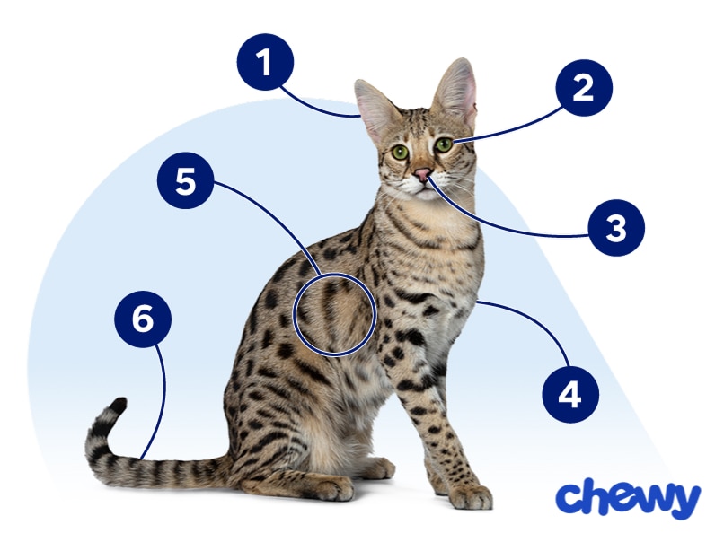 Photo of a Savannah Cat