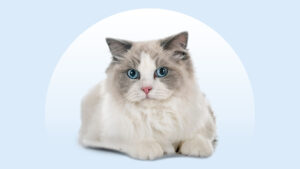 Ragdoll Cat