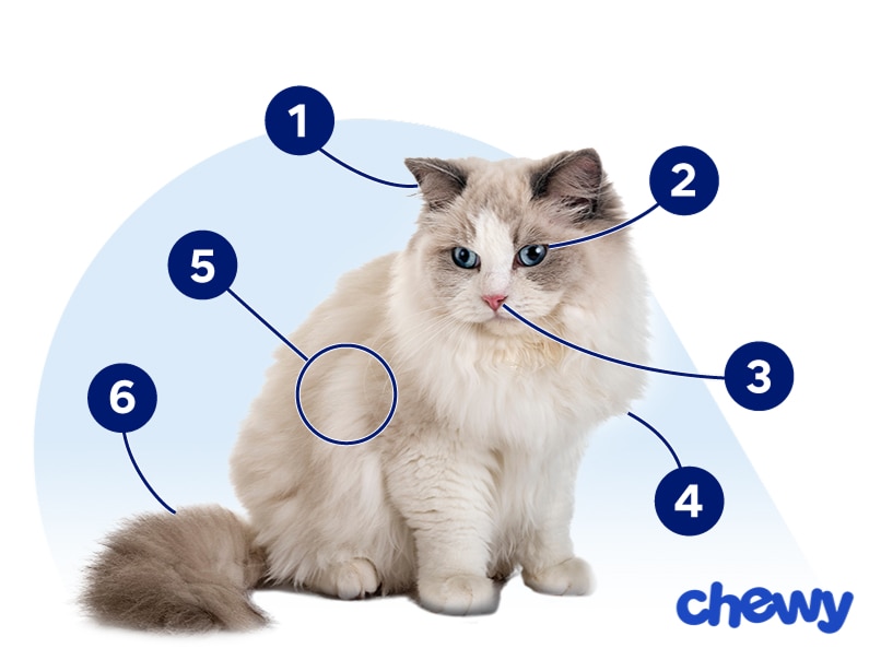 Photo of a Ragdoll Cat