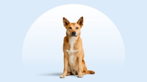 Carolina Dog