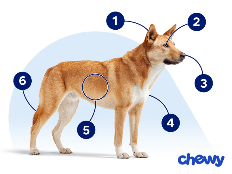 Photo of a Carolina Dog