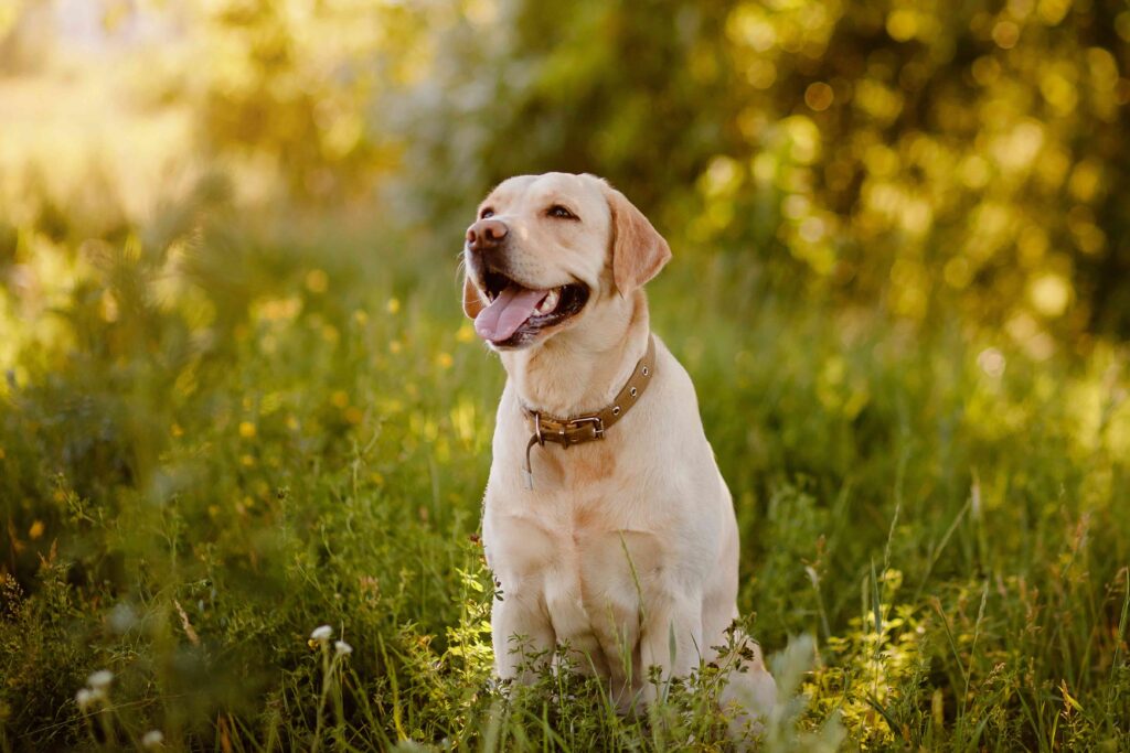yellow labrador retriever sitting in grass and smiling at golden hour