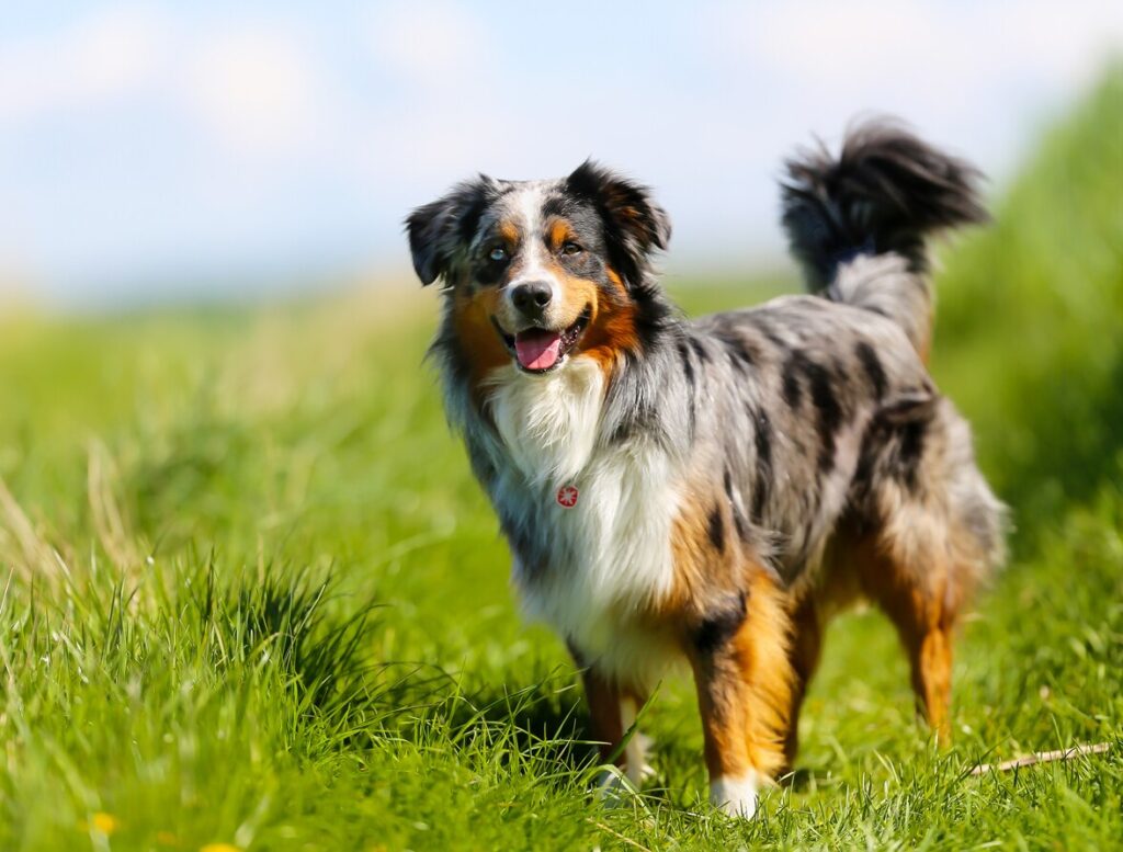 australian shepherd dog standing in grass