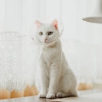 Hot Spots on Cats: Symptoms, Causes, and Treatment