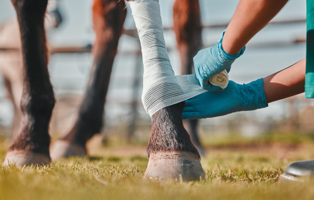 vet wrapping a horse's leg