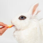 Can Rabbits Eat Apples?