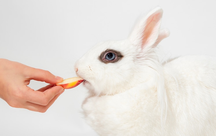 A white rabbit with dark-rimmed blue eyes takes a slice of apple from a person’s hand.