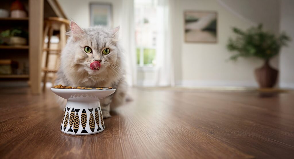 A gray and cream Siberian senior cat eats from a raised ceramic bowl decorated with black and gold fish.