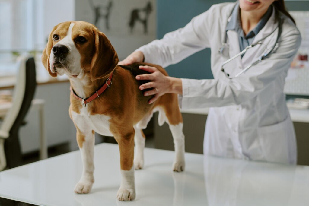 bladder cancer in dogs; a Beagle is examined by their veterinarian.
