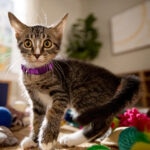 The Most Popular Cat Names for 2026