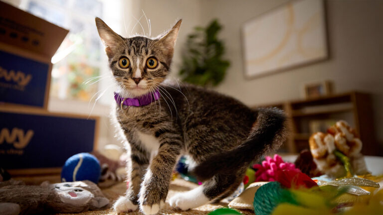 A new kitten looking into the camera, awaiting a new cat name.