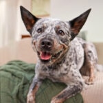 The Most Popular Dog Names for 2026