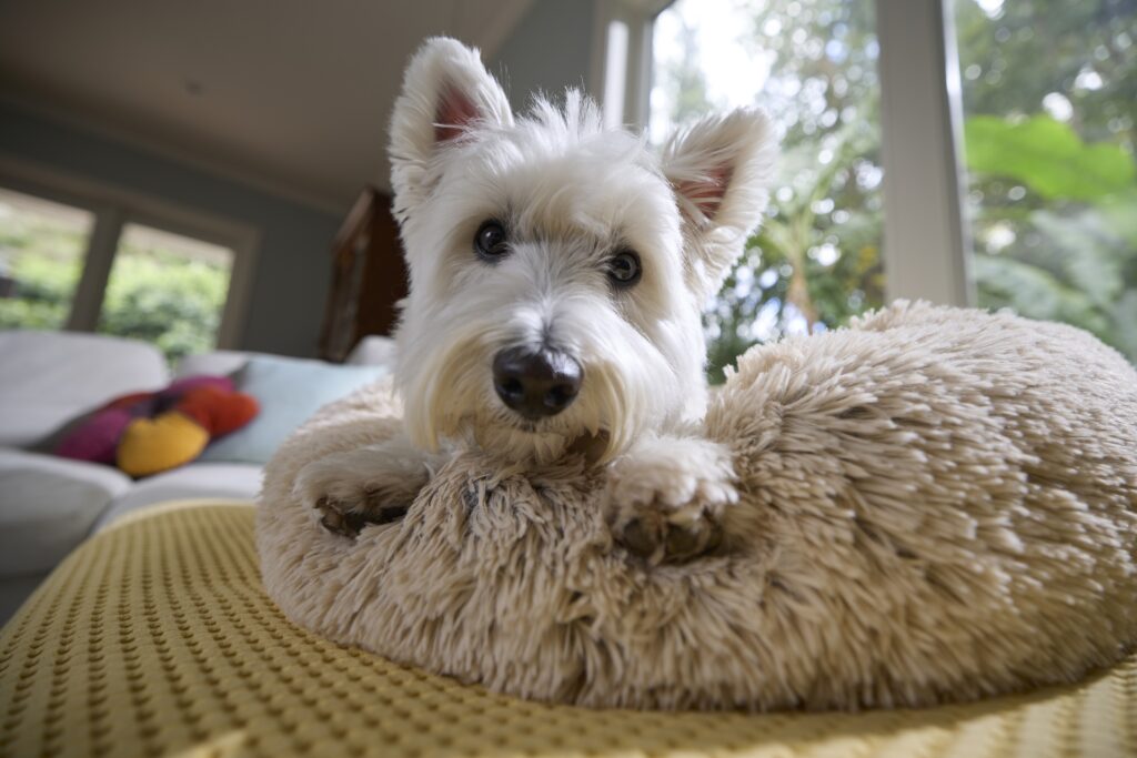 A Westie dog sits on a fluffy bed and looks at the camera.