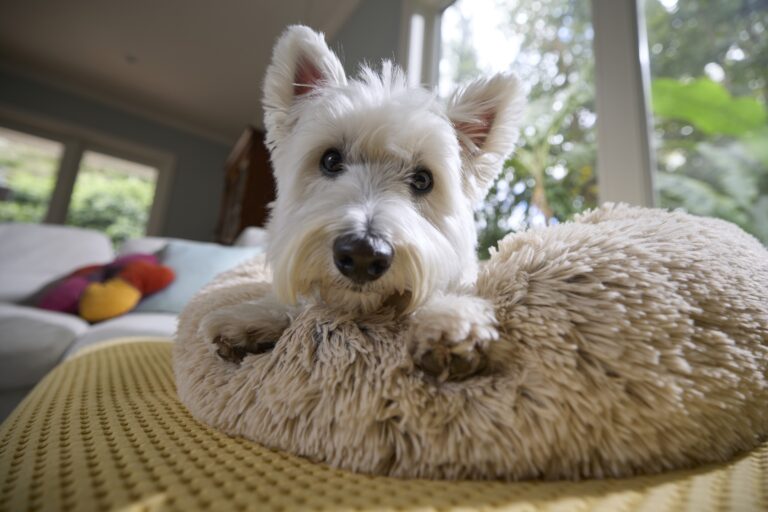 A Westie dog sits on a fluffy bed and looks at the camera.