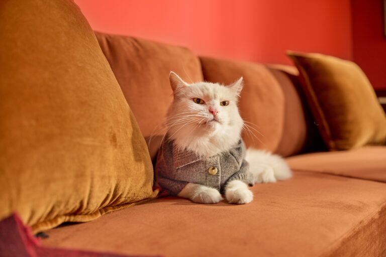 A white cat in a gray sweater sits on an orange velvet sofa.