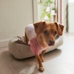 What Is Gabapentin for Dogs?