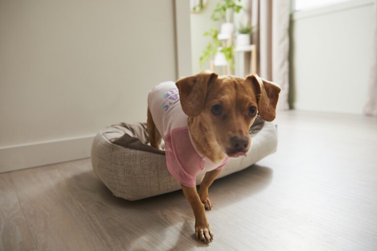 A tan dachshund in a pink shirt gets up from his bed.