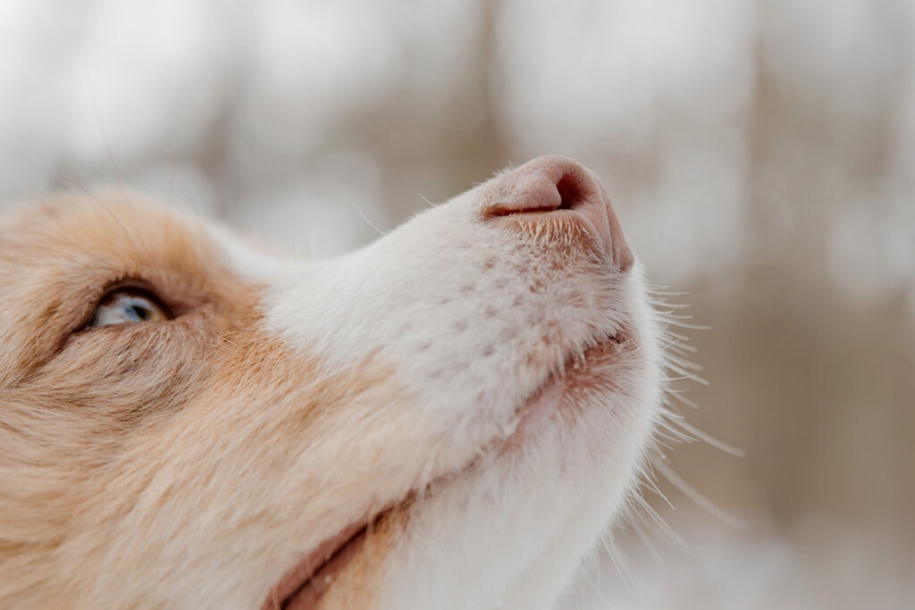 snow nose in dogs; a dog with a pink nose looks up.