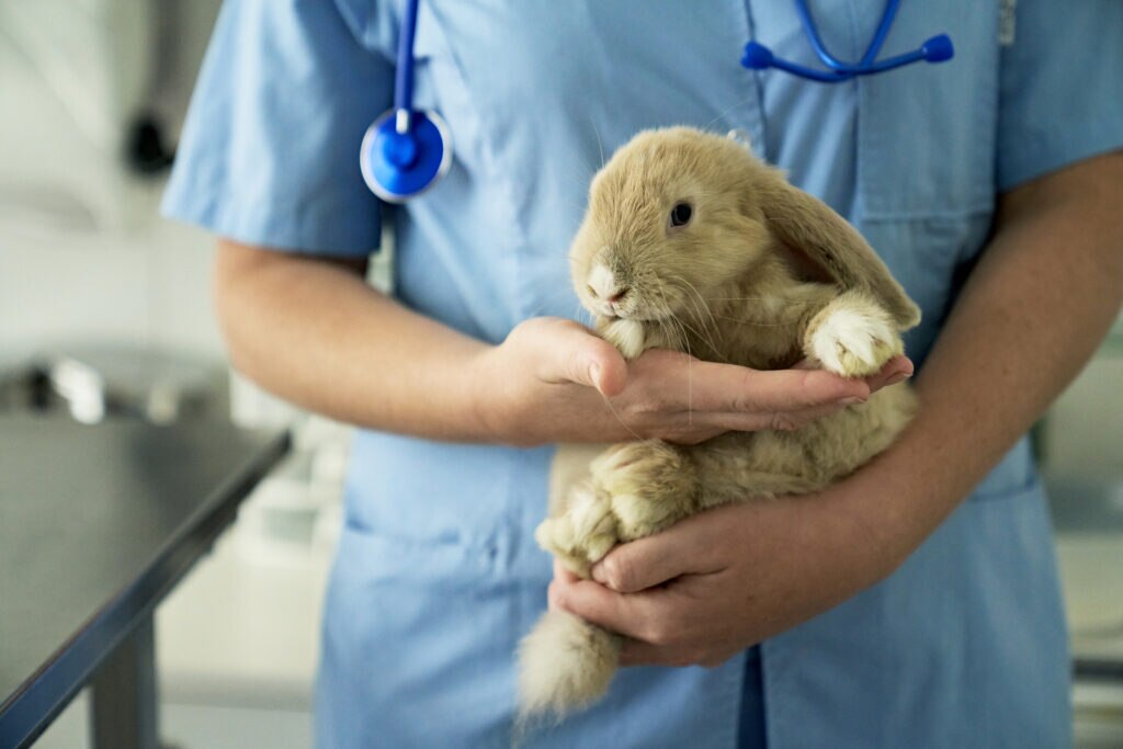 rabbit hair loss; a rabbit is held by a veterinarian.