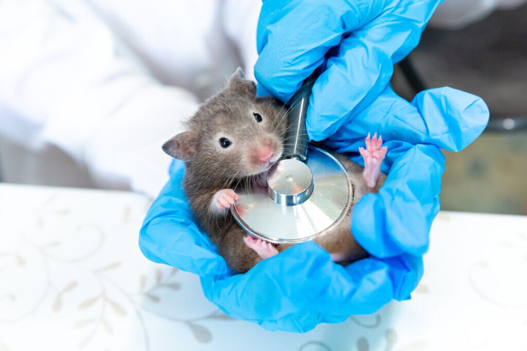 wet tail in hamsters; a vet examines a pet hamster.
