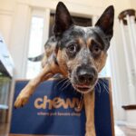 20 Dog Hacks Every Pet Parent Should Know