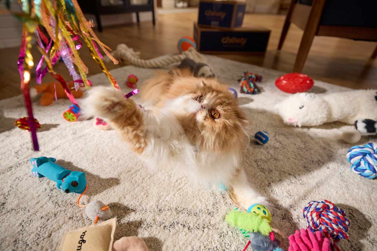 cat toys
