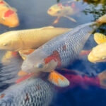 How Long Do Koi Fish Live?