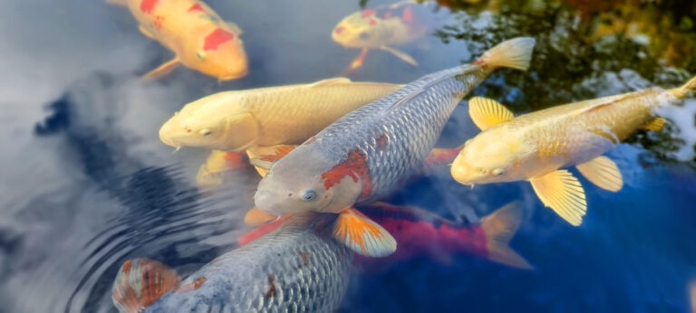 Koi fish swimming up close