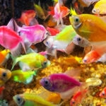 How To Care for GloFish: A Complete Beginner’s Guide