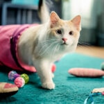 18 Cat Hacks Every Pet Parent Should Know