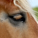 Do Horses Cry? Understanding Equine Emotions and Tears