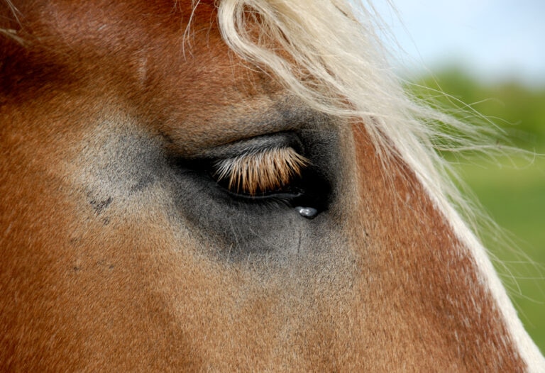 horse eye up close with tear