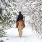 How Cold Is Too Cold to Ride Your Horse?