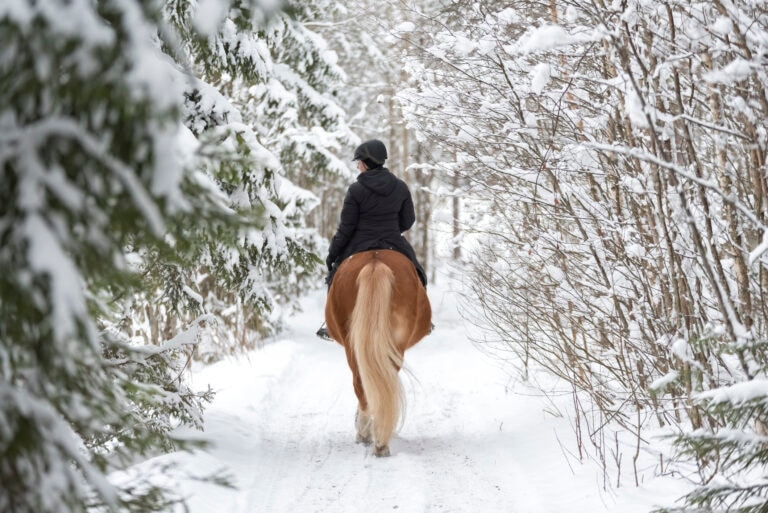 horse ride outside in snow