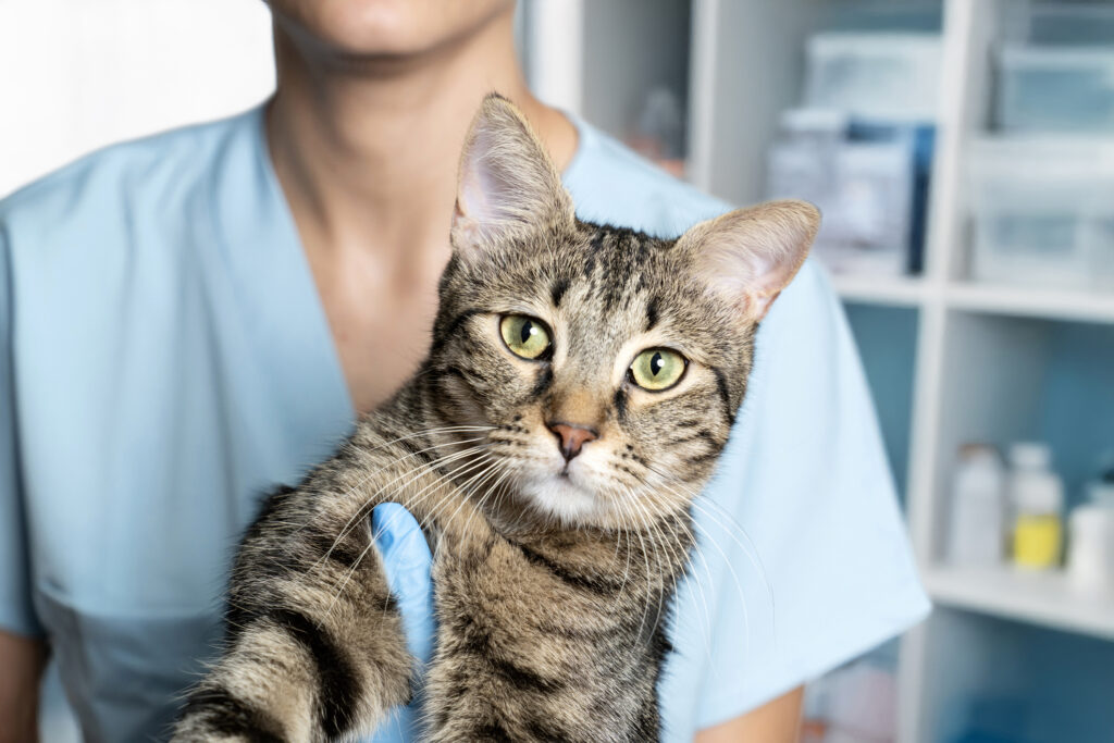 cryptococcosis in cats; a cat is held by their veterinarian.