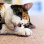 Cat Acne: Causes and Solutions for Feline Acne