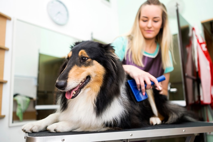 A Collie sits on a grooming table while being brushed.