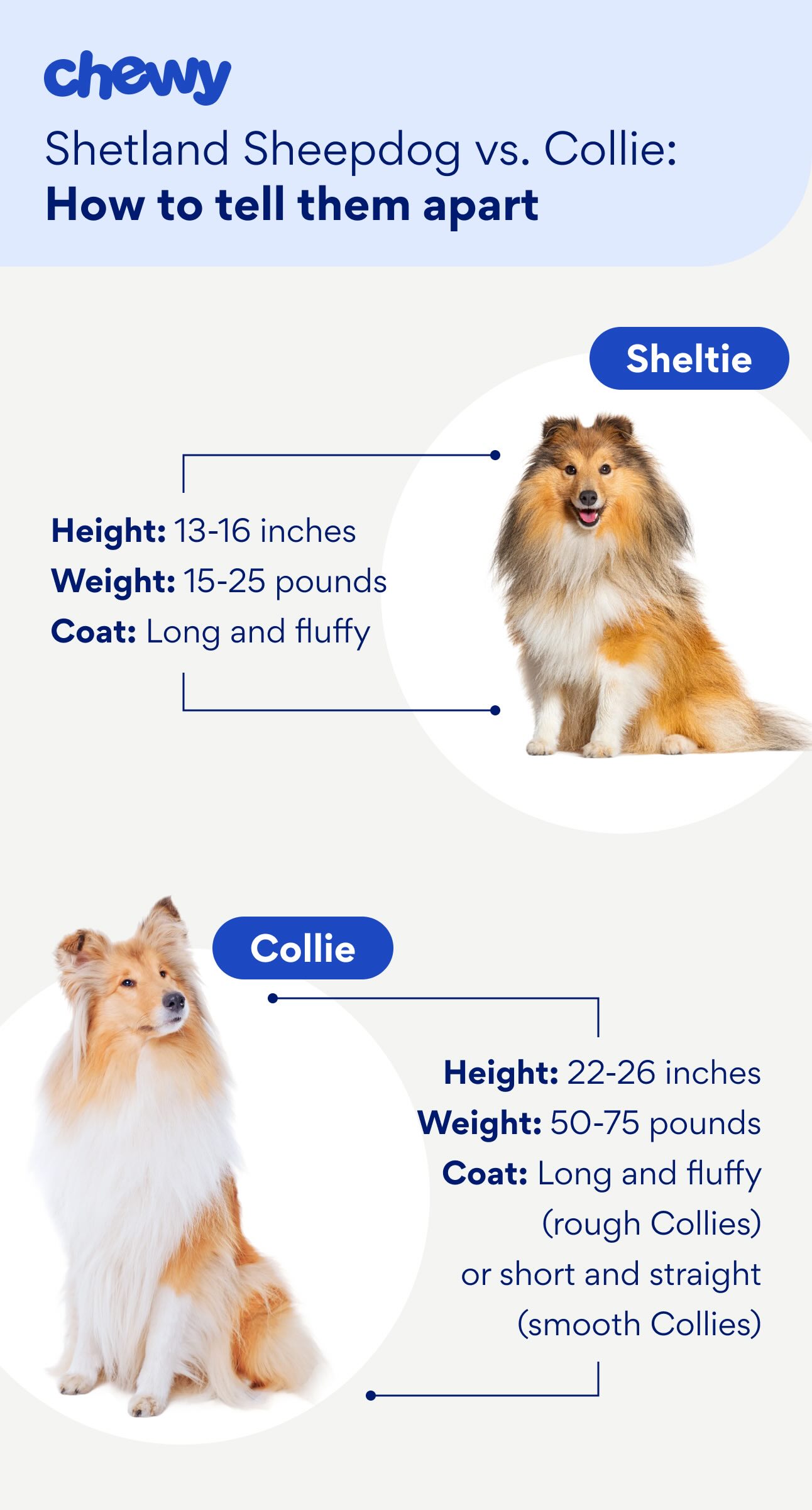 Diagram showing how a Shetland Sheepdog vs. Collie's appearances differ