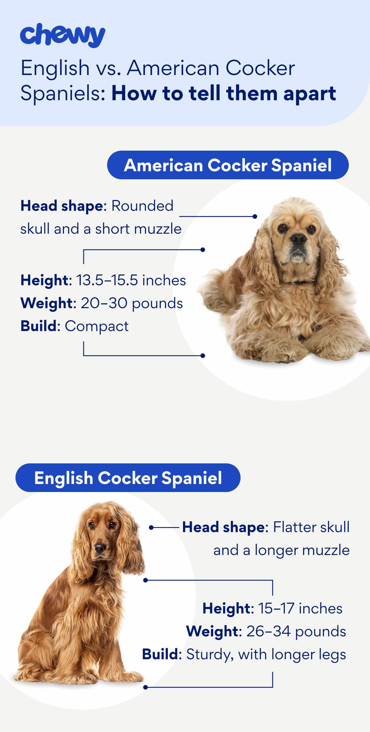 Diagram showing the differences between English vs. American cocker spaniels
