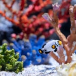 How To Heat Your Home Aquarium Safely and Effectively