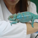 Metabolic Bone Disease in Reptiles