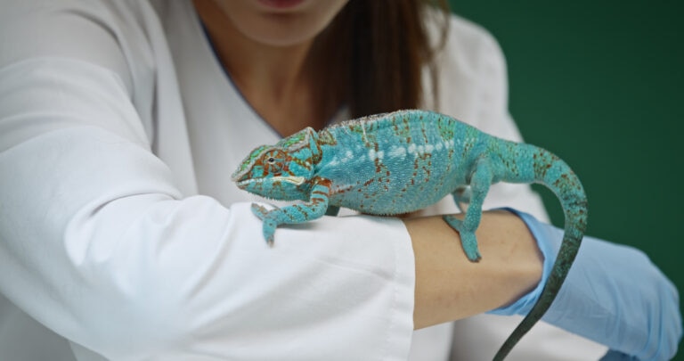 Veterinarian checking on a pet chameleon
