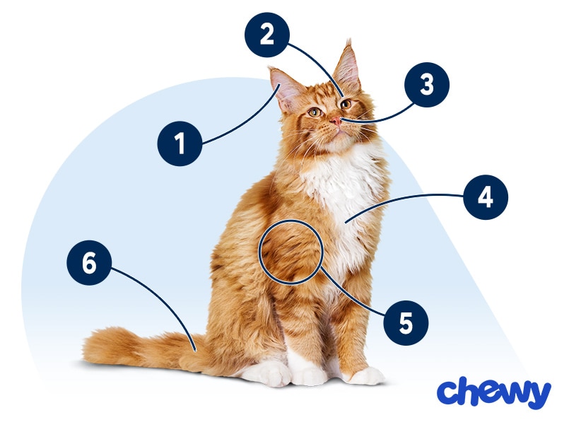 Photo of a Maine Coon