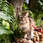Brown tabby Maine Coon on a leash at a camp site