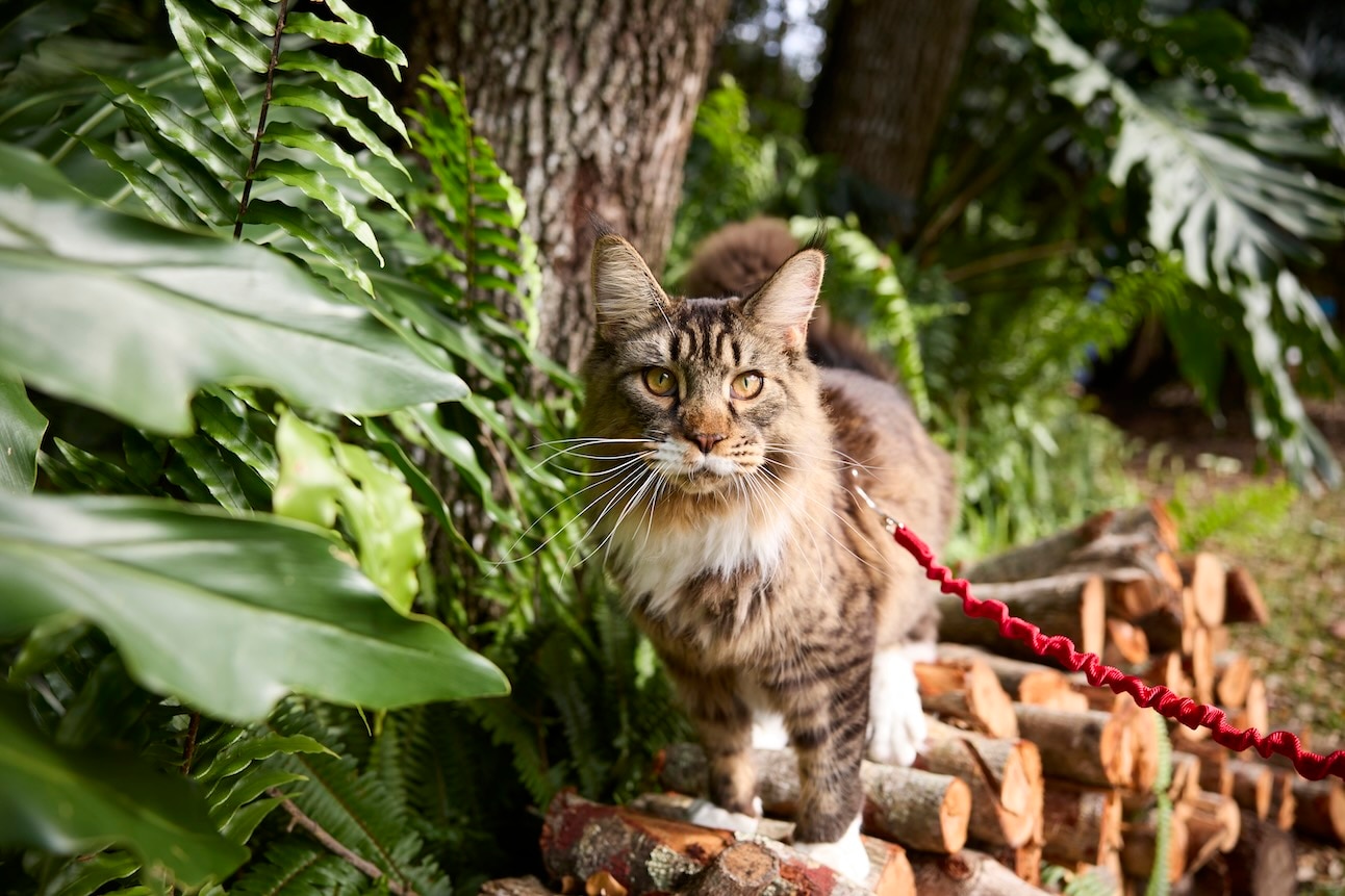 Brown tabby Maine Coon, a fluffy cat breed, on a leash at a camp site