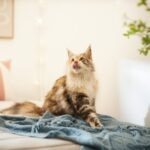 Calico Maine Coon cat sitting on a bed